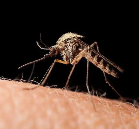 mosquito mosquito